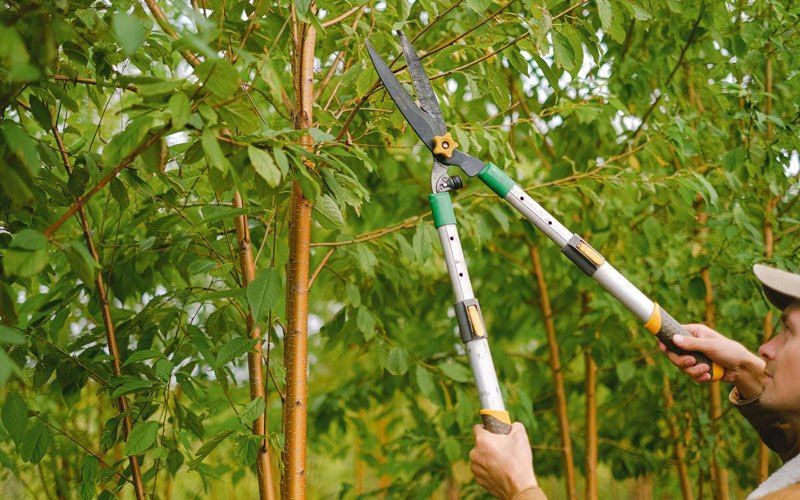 Tree trimming in Troupsburg, NY